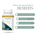 Sea Moss & Collagen